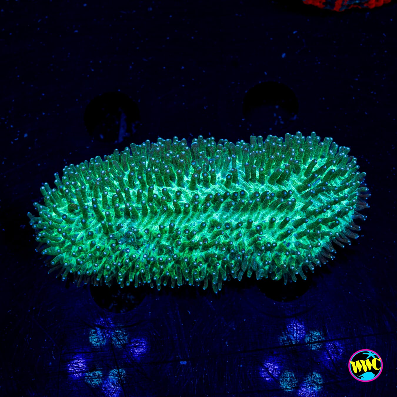 Green Tongue Coral - Daylight Photo