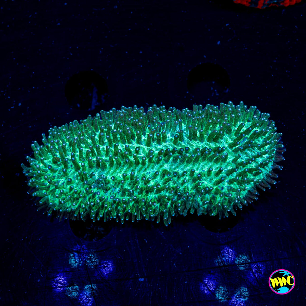 Green Tongue Coral - Daylight Photo