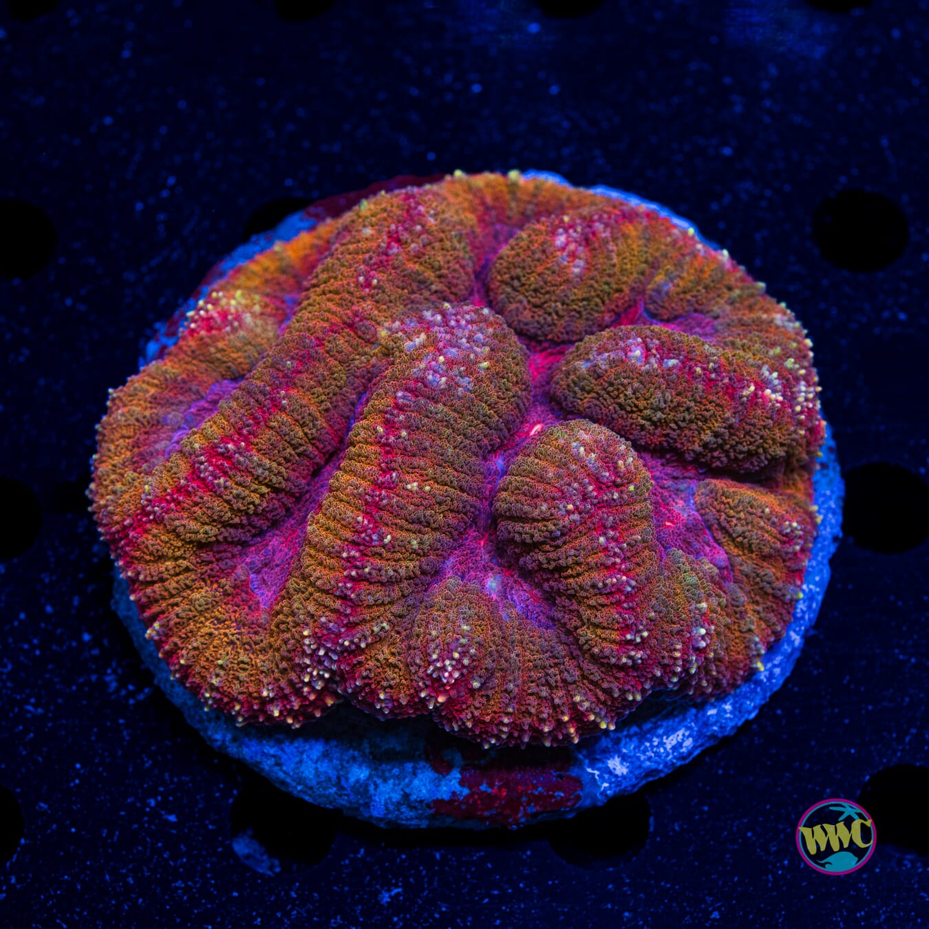 Flame Wreath Symphyllia - Actinic Photo