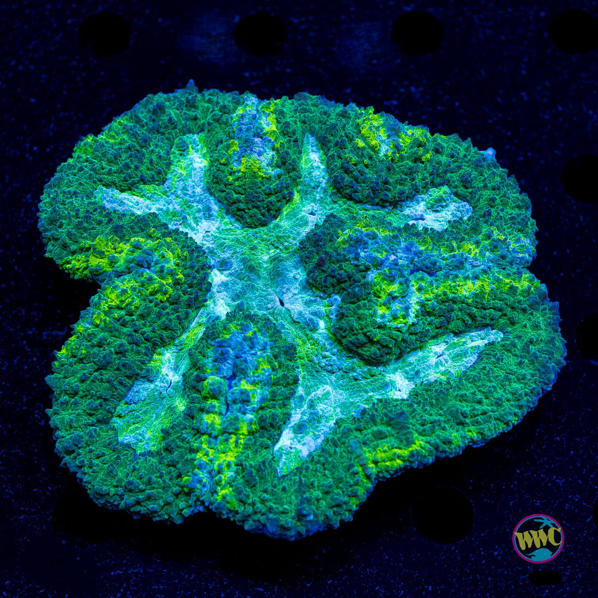 Sour Lagoon Symphyllia - Actinic Photo