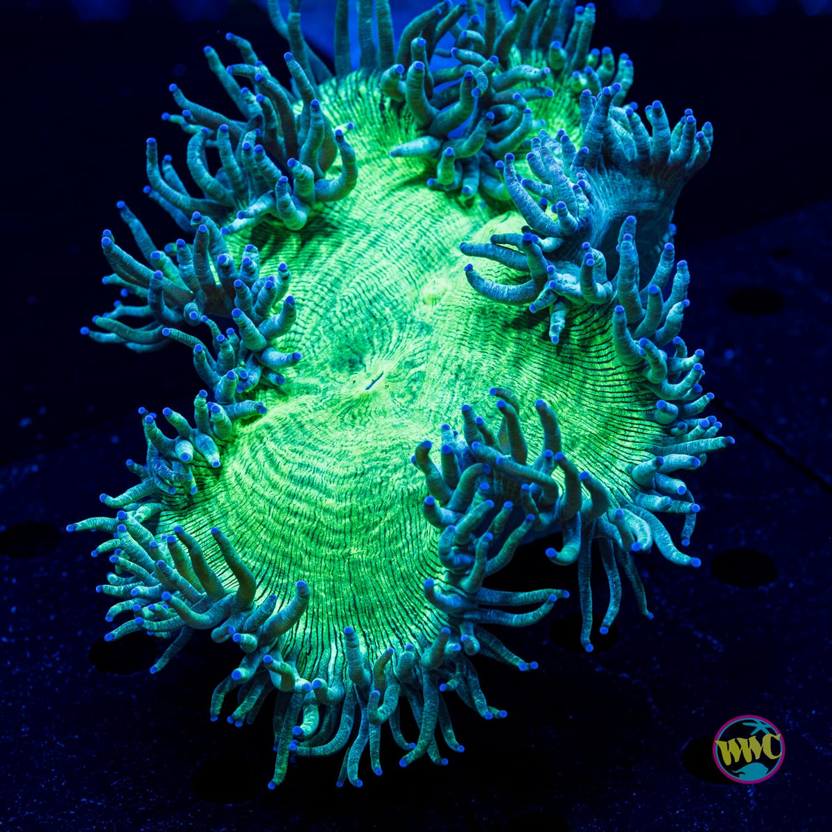 Blue Tipped Elegance - Actinic Photo