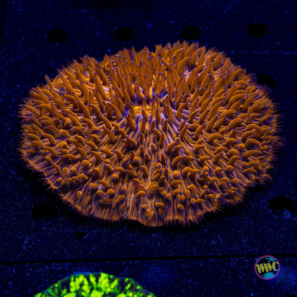 Burnt Orange Plate - Actinic Photo