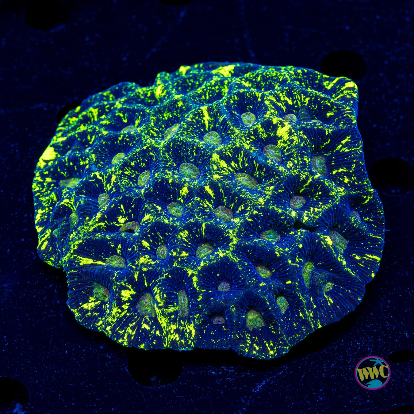 Toxic Splatter Goniastrea - Actinic Photo