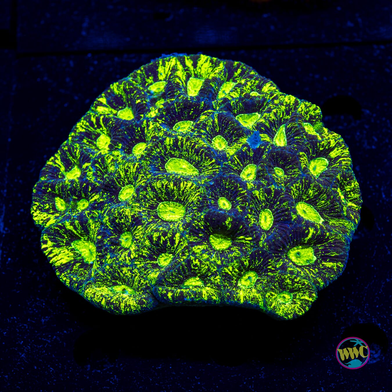 Nuclear Splatter Goniastrea - Actinic Photo