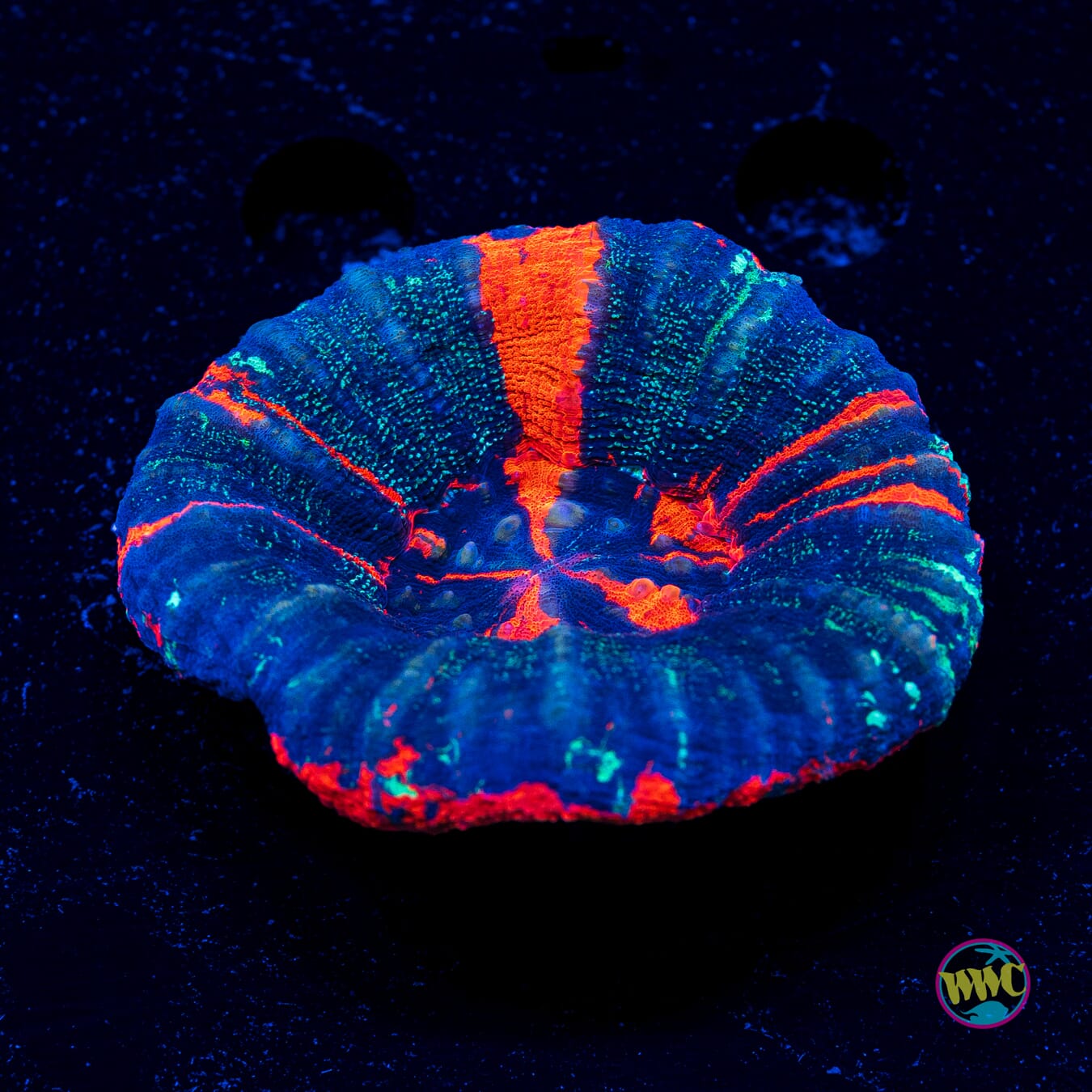 Lava Flow Warpaint Scolymia - Actinic Photo