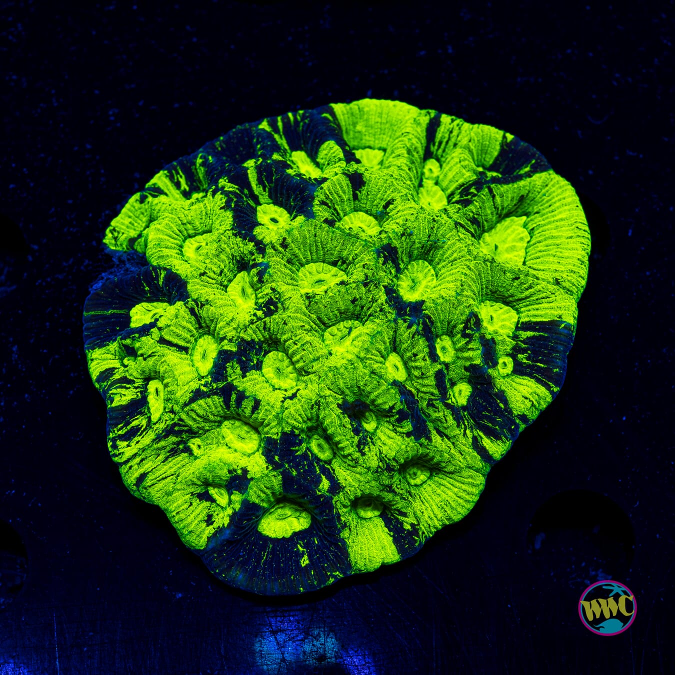 Acid Wash Goniastrea - Actinic Photo