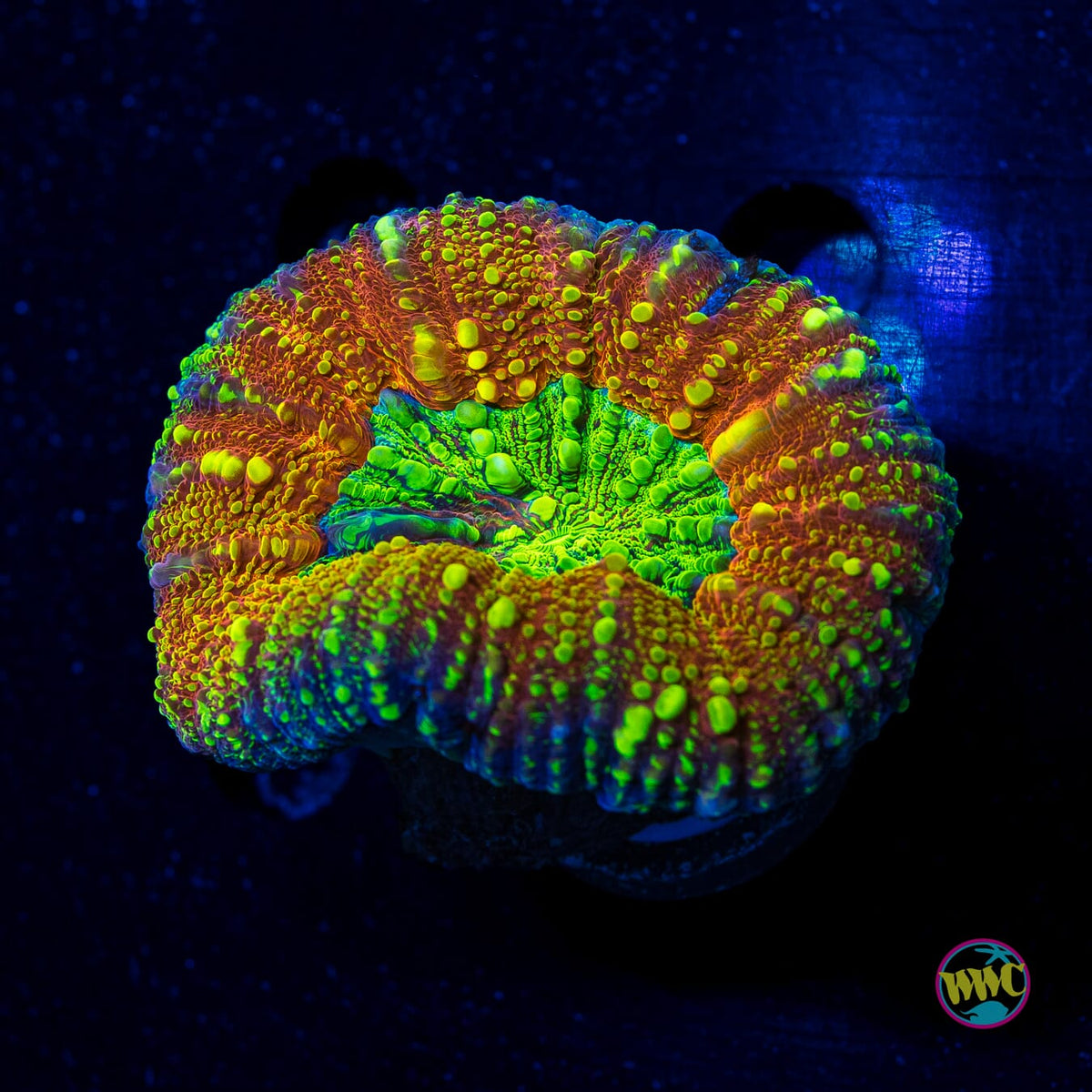 Alien Experiment Lobophyllia - Actinic Photo