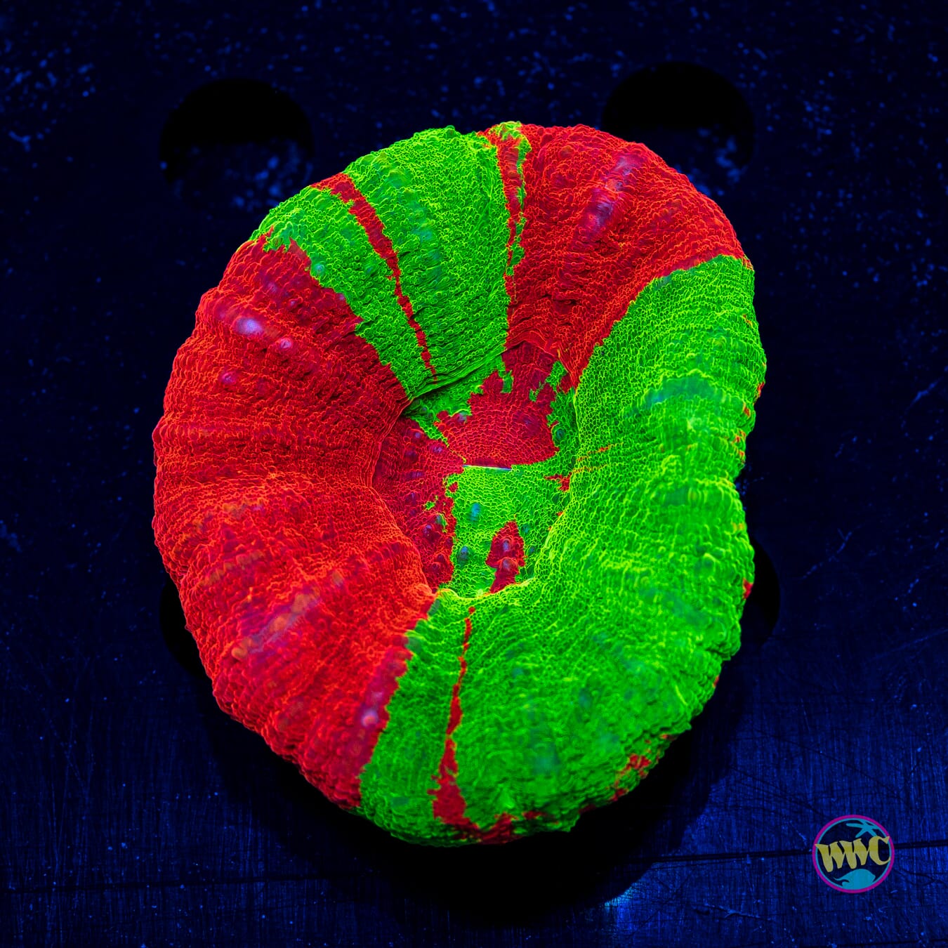 Ultra Bleeding Apple Scolymia - Actinic Photo