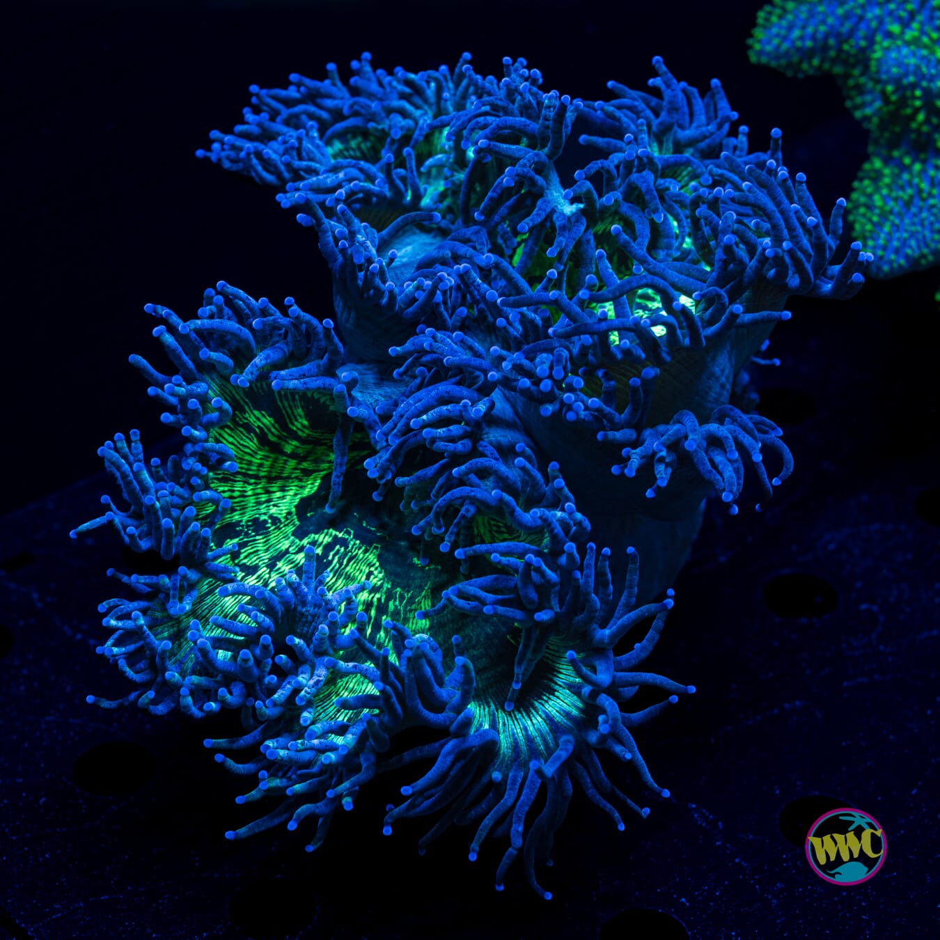 Blueberry Elegance - Actinic Photo