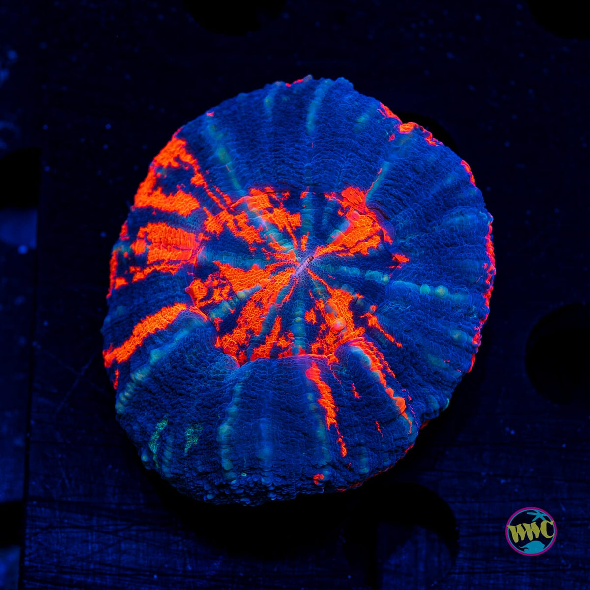 Volcanic Warpaint Scolymia - Actinic Photo