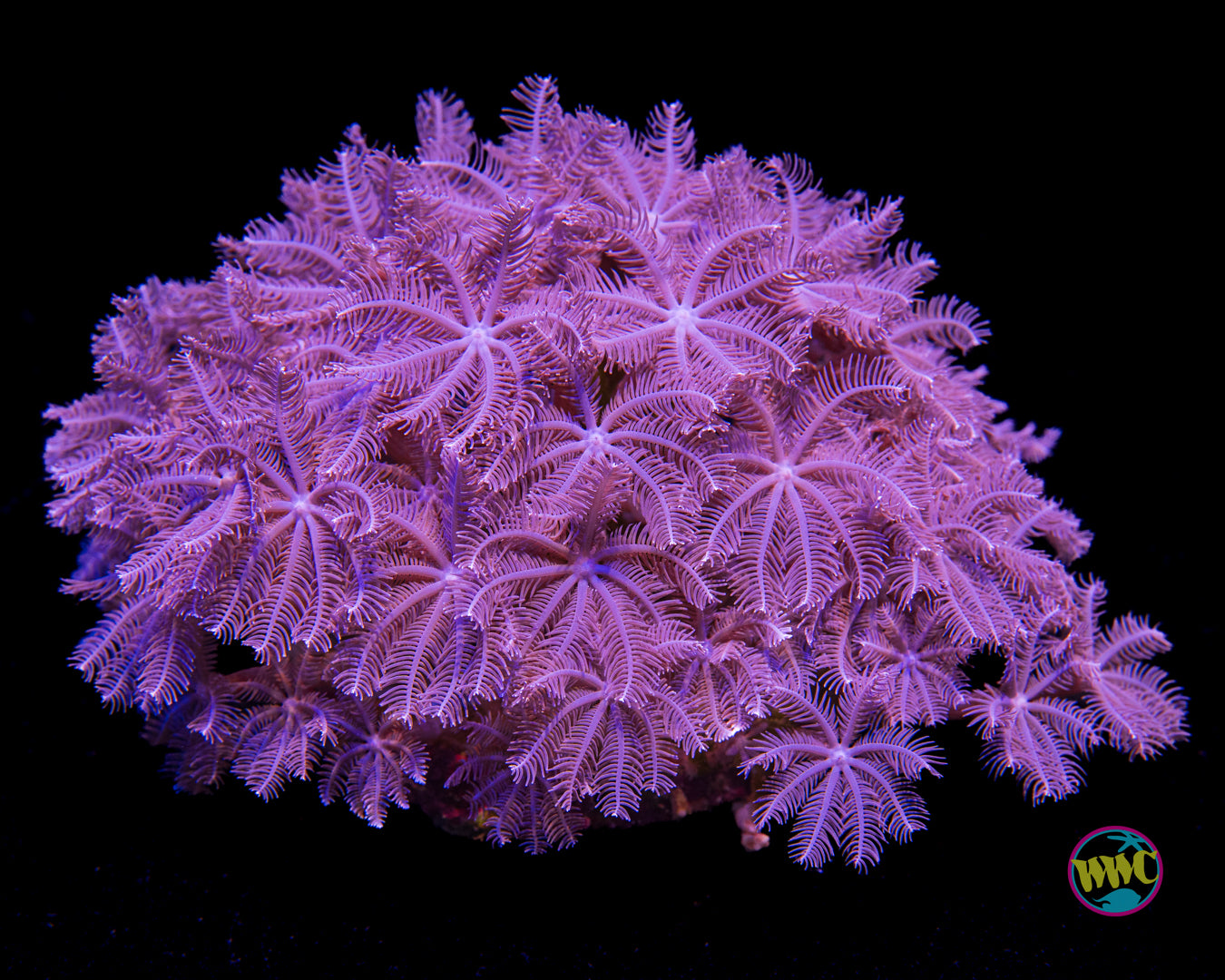 Pinkish Anthelia