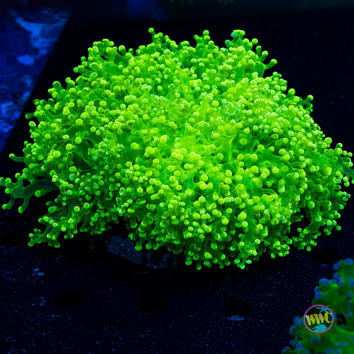 Nuclear Burst Frogspawn - Actinic Photo