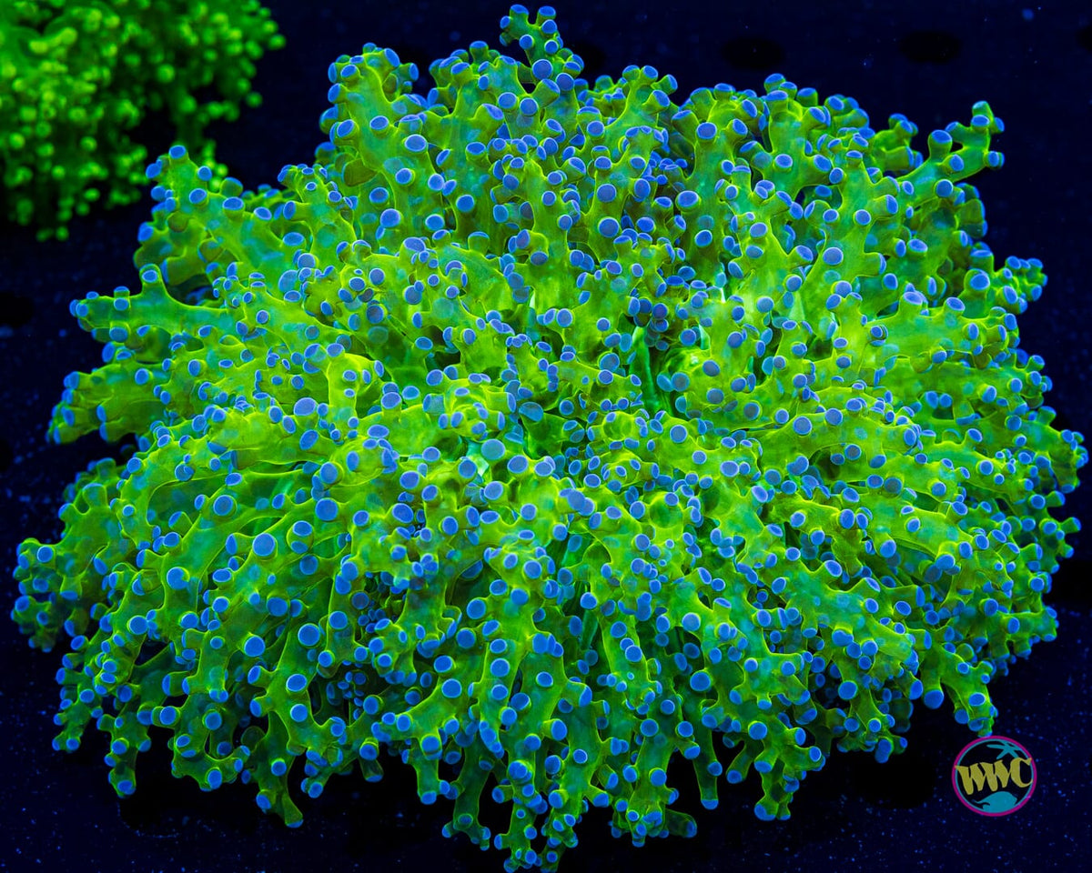 Bicolor Frogspawn - Actinic Photo
