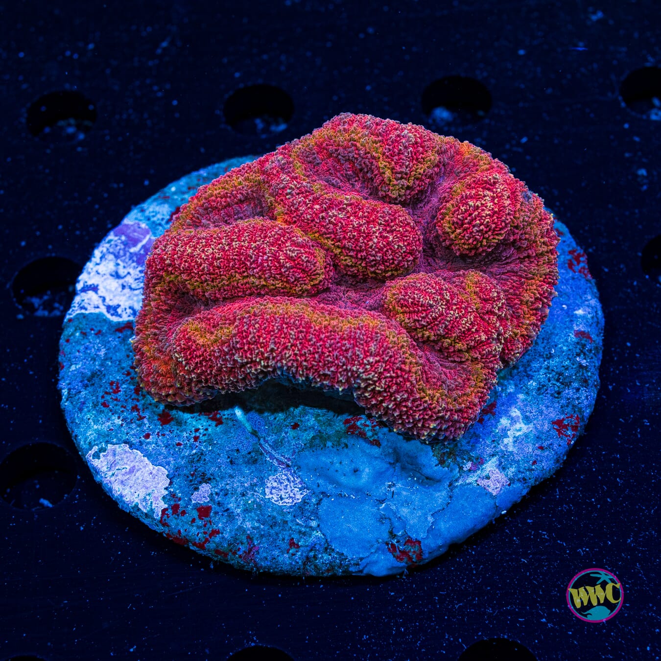 Lava Pool Symphyllia - Actinic Photo