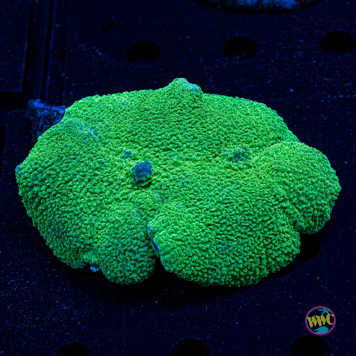 Elephant Ear Mushroom - Daylight Photo