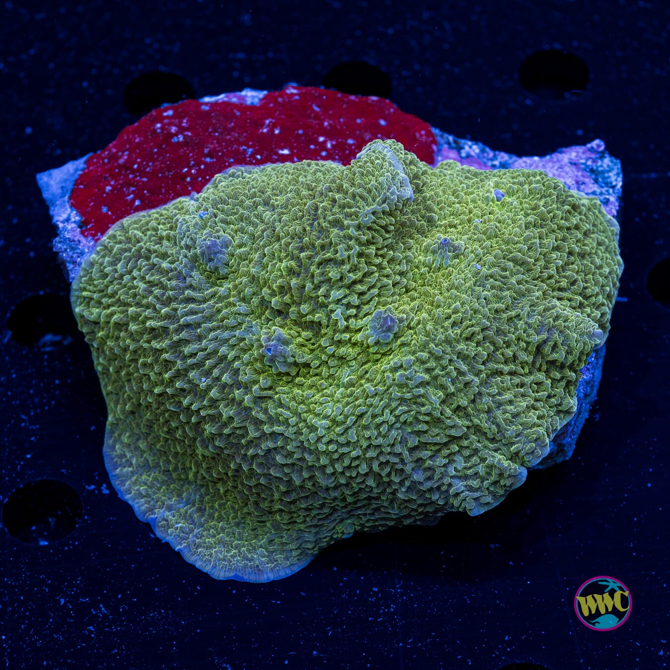 Citrus Peel Elephant Ear Mushroom - Daylight Photo