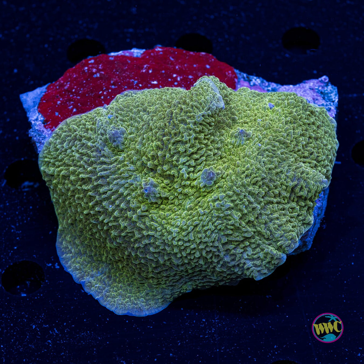 Citrus Peel Elephant Ear Mushroom - Daylight Photo
