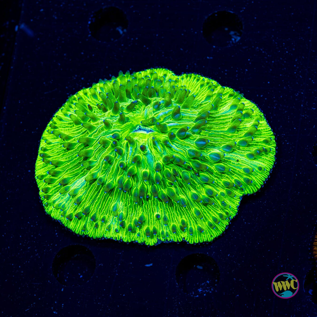 Toxic Pool Plate - Actinic Photo