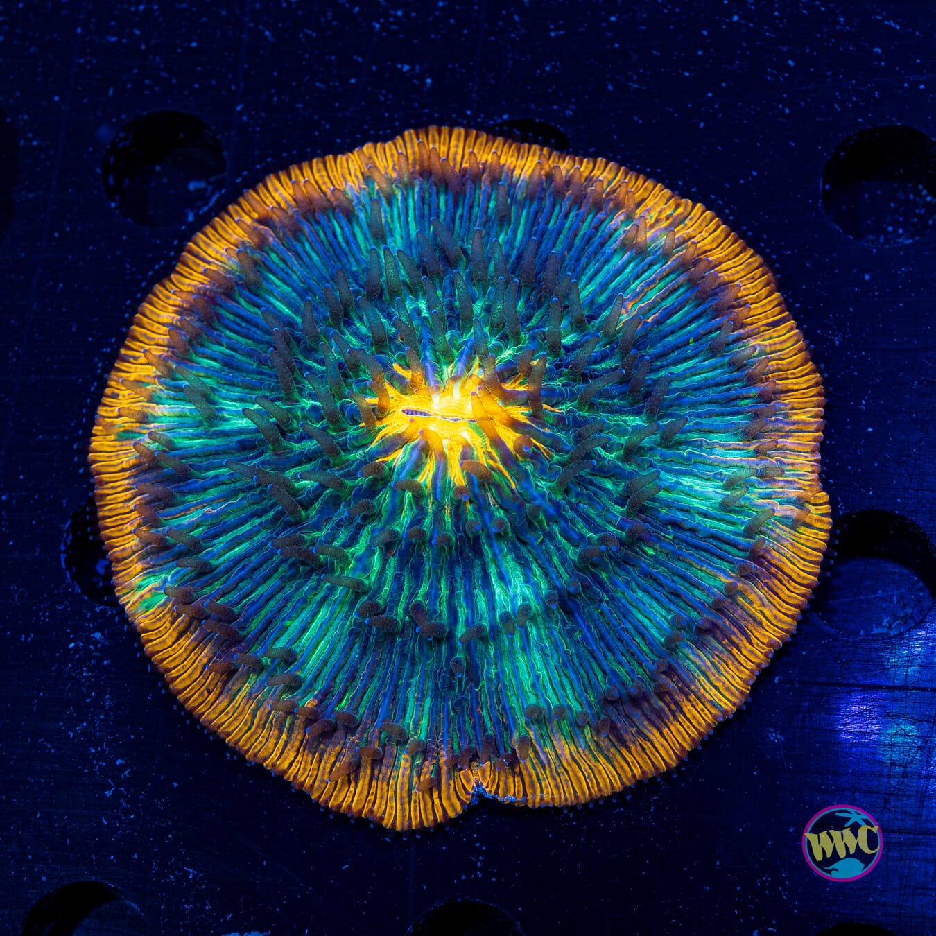 Tropical Paradise Plate - Actinic Photo