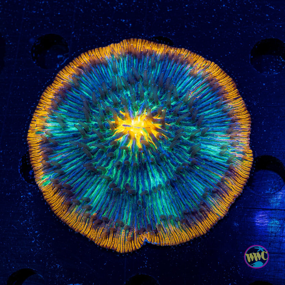 Tropical Paradise Plate - Actinic Photo