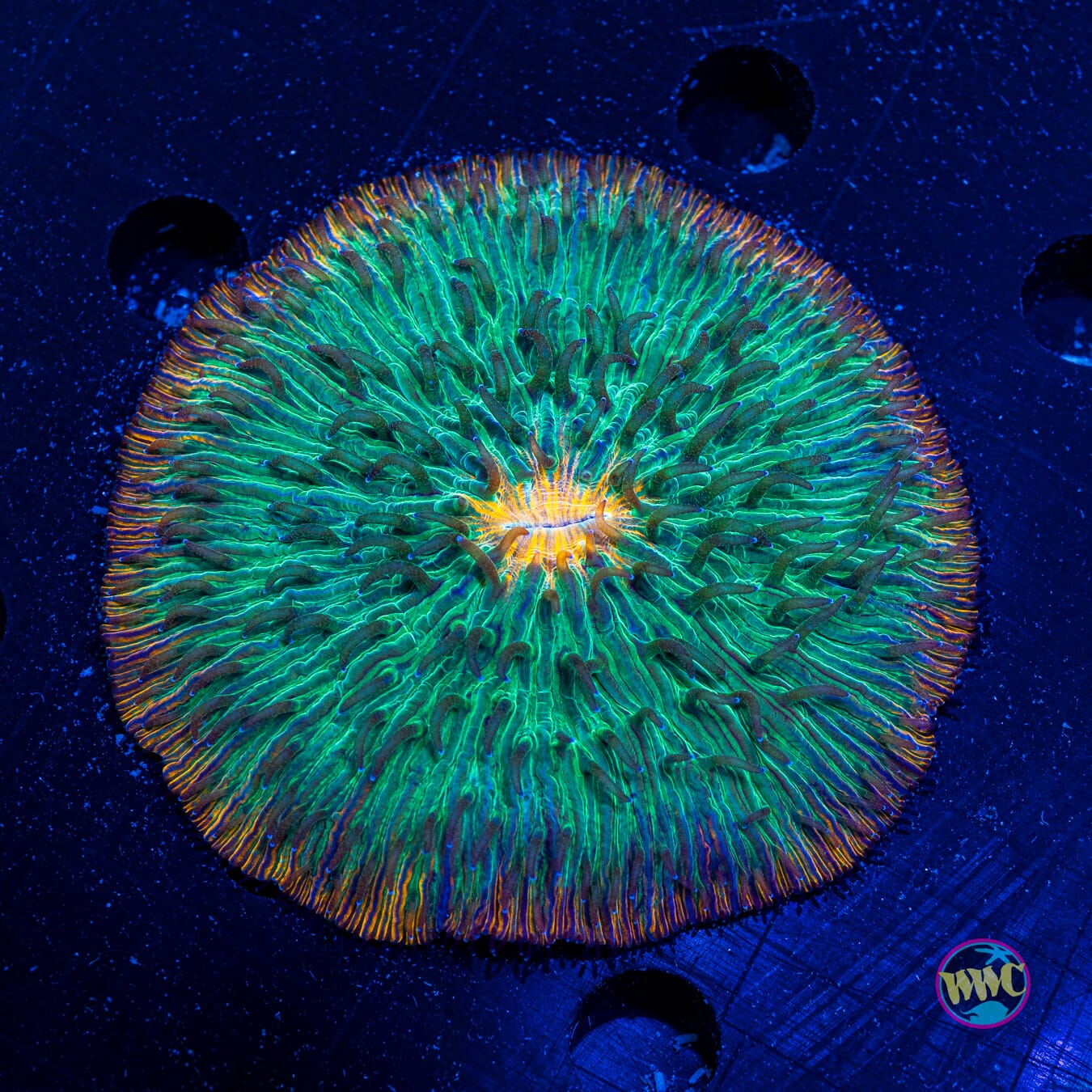Jungle Juice Plate - Actinic Photo