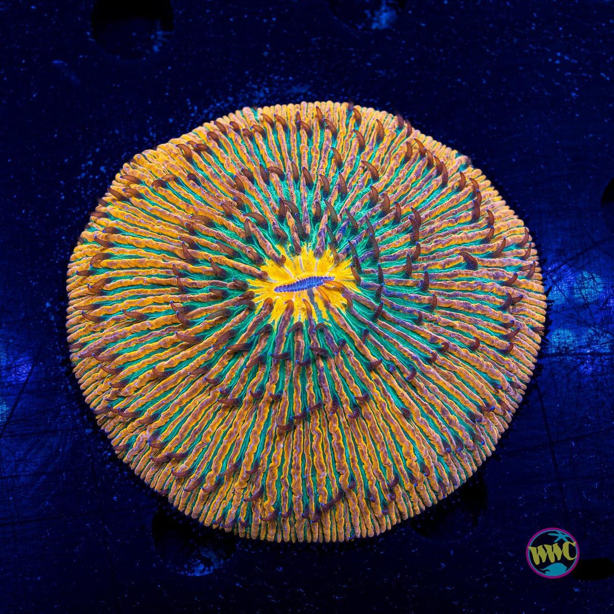 Afterparty Plate - Actinic Photo