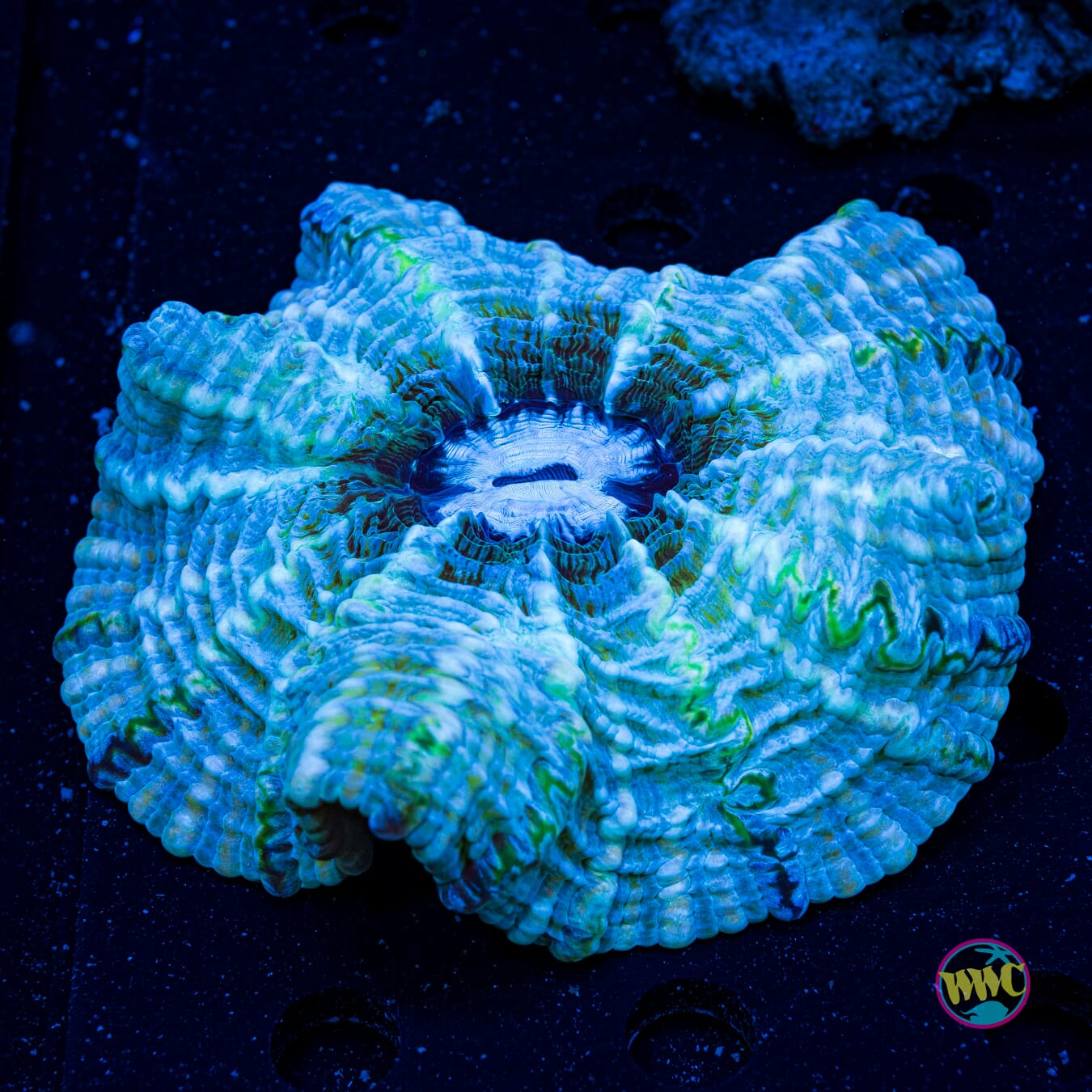Milky Way Indophyllia - Actinic Photo