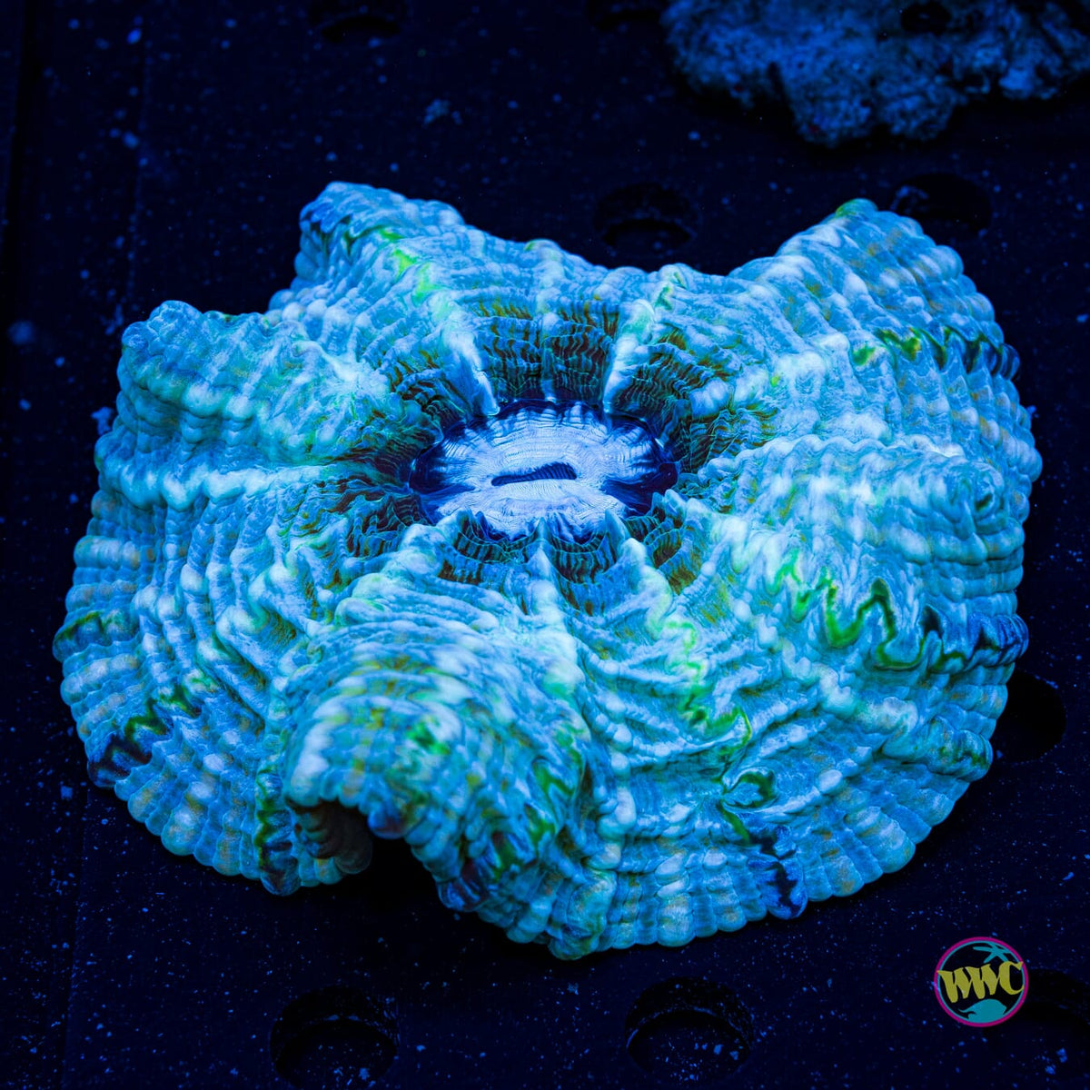 Milky Way Indophyllia - Actinic Photo