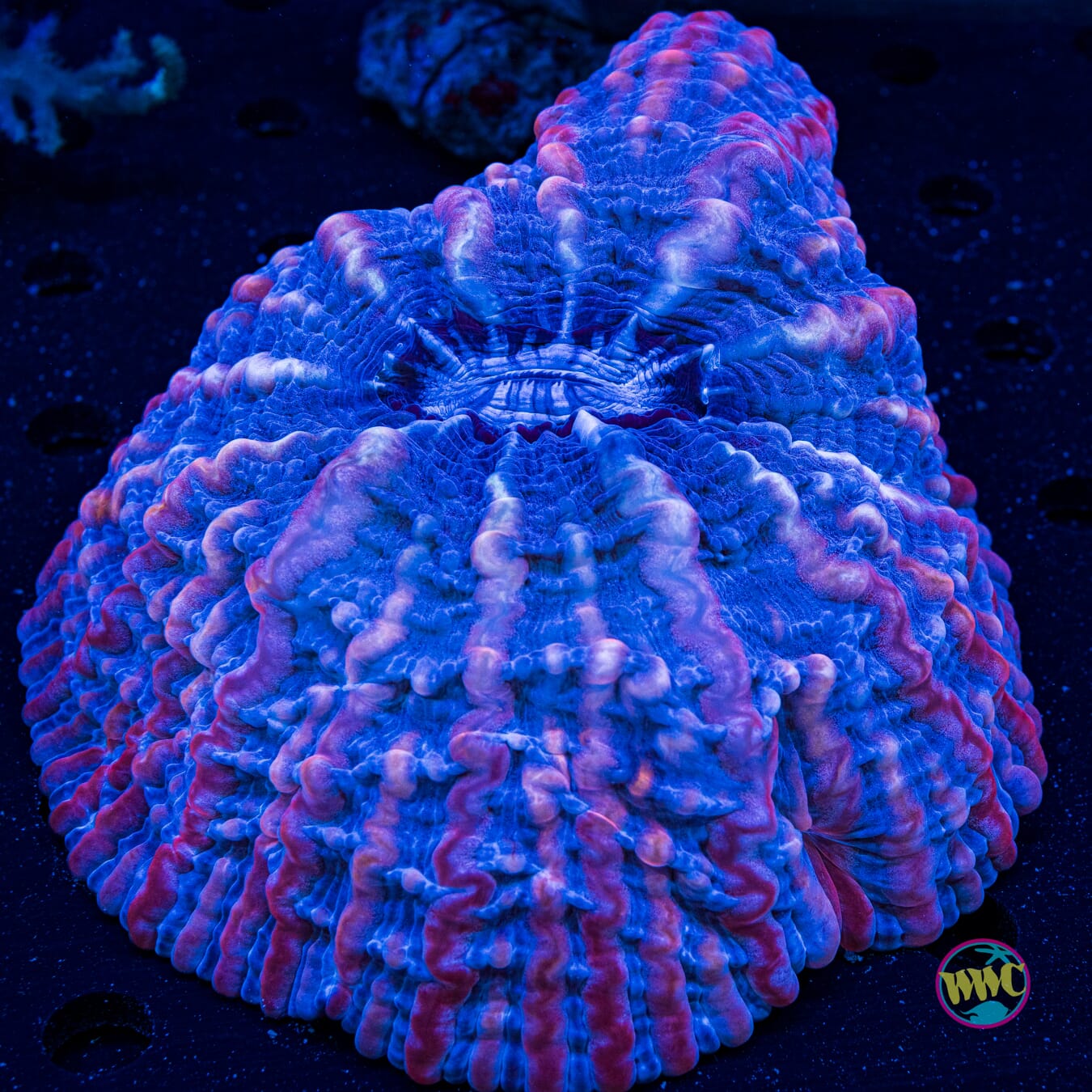 Frozen Fruit Punch Indophyllia - Actinic Photo