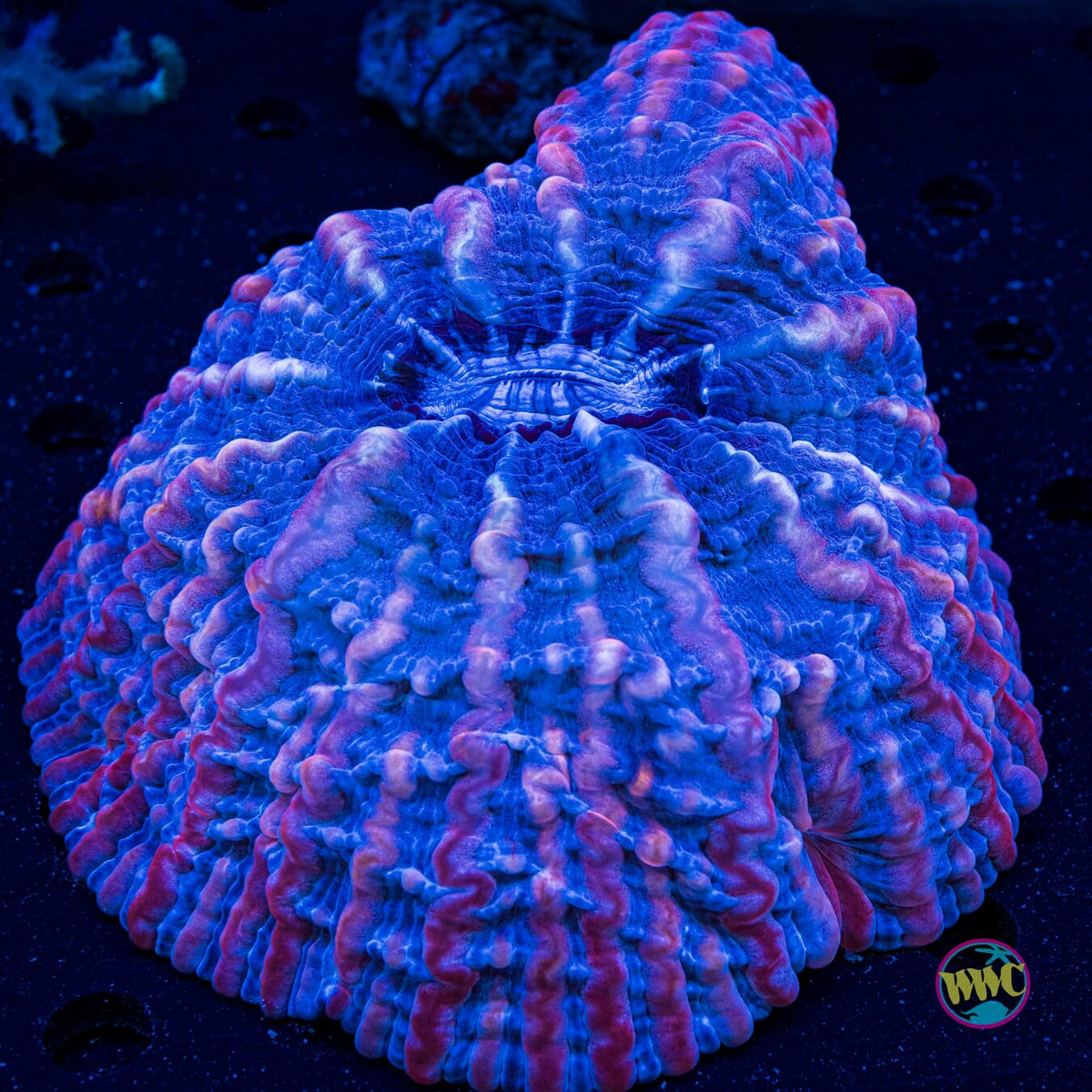 Frozen Fruit Punch Indophyllia - Actinic Photo