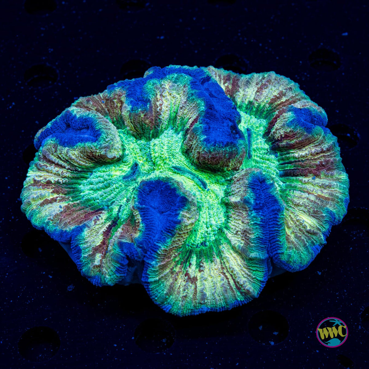 Minty Explosion Trachyphyllia - Actinic Photo