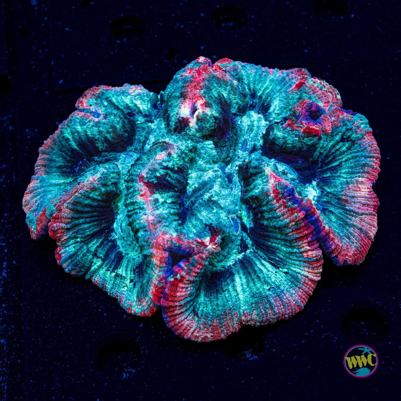 Minty Explosion Trachyphyllia - Actinic Photo