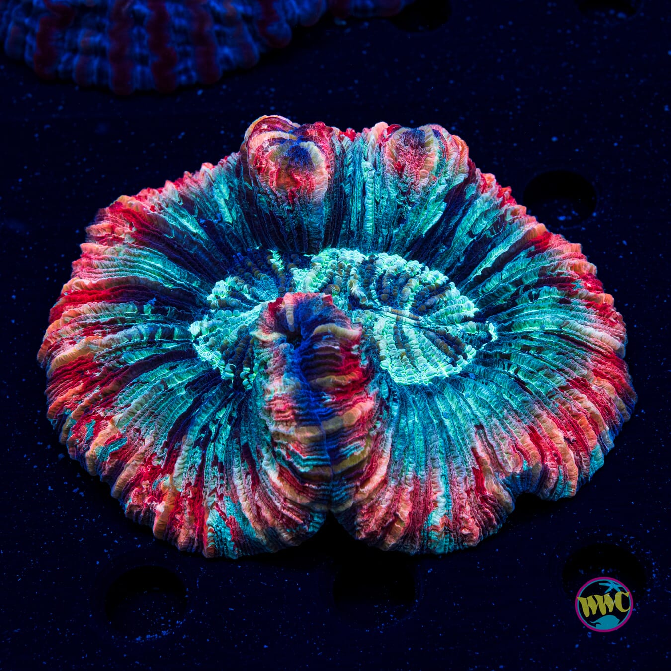 Old Glory Trachyphyllia - Actinic Photo
