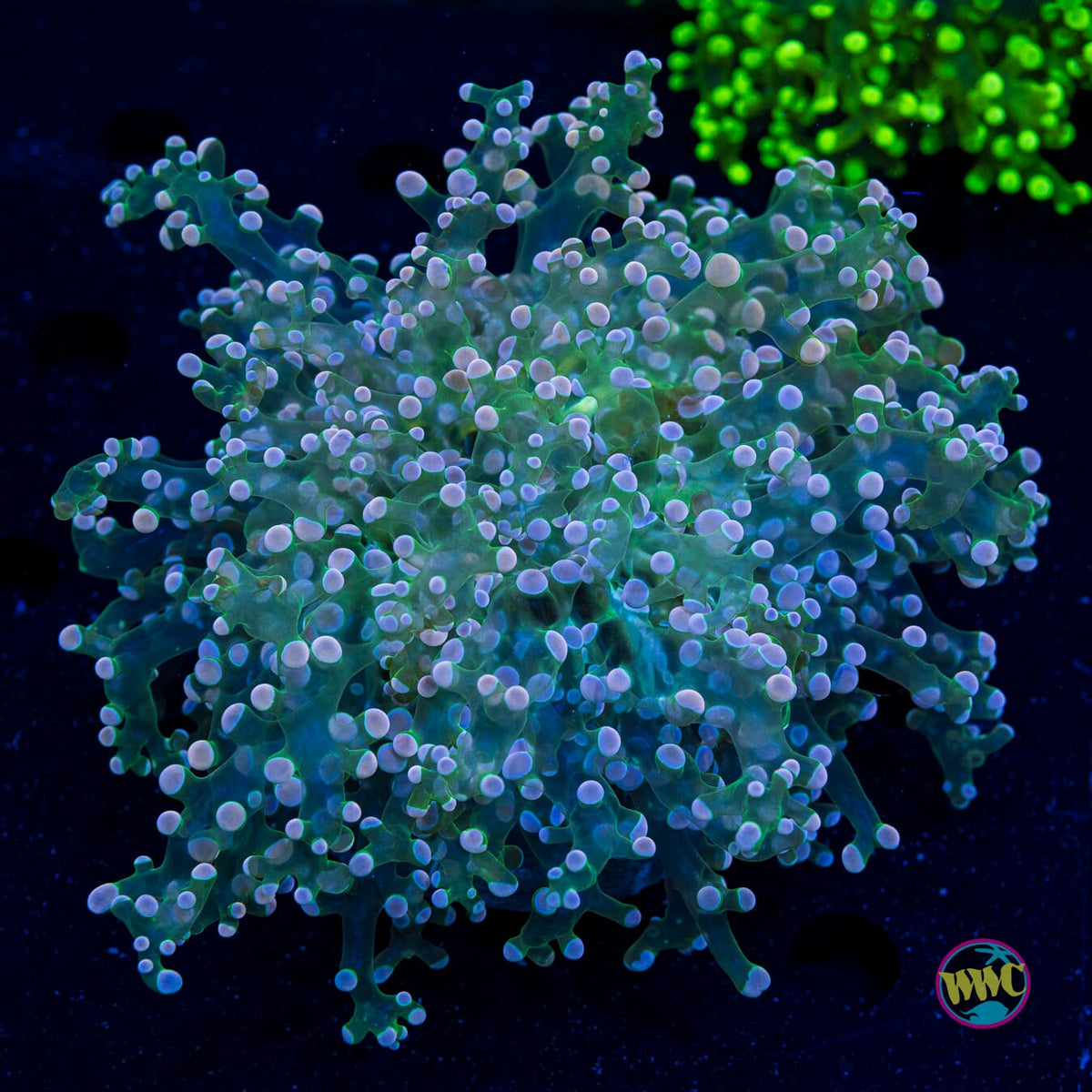 Peach Tipped Frogspawn - Actinic Photo