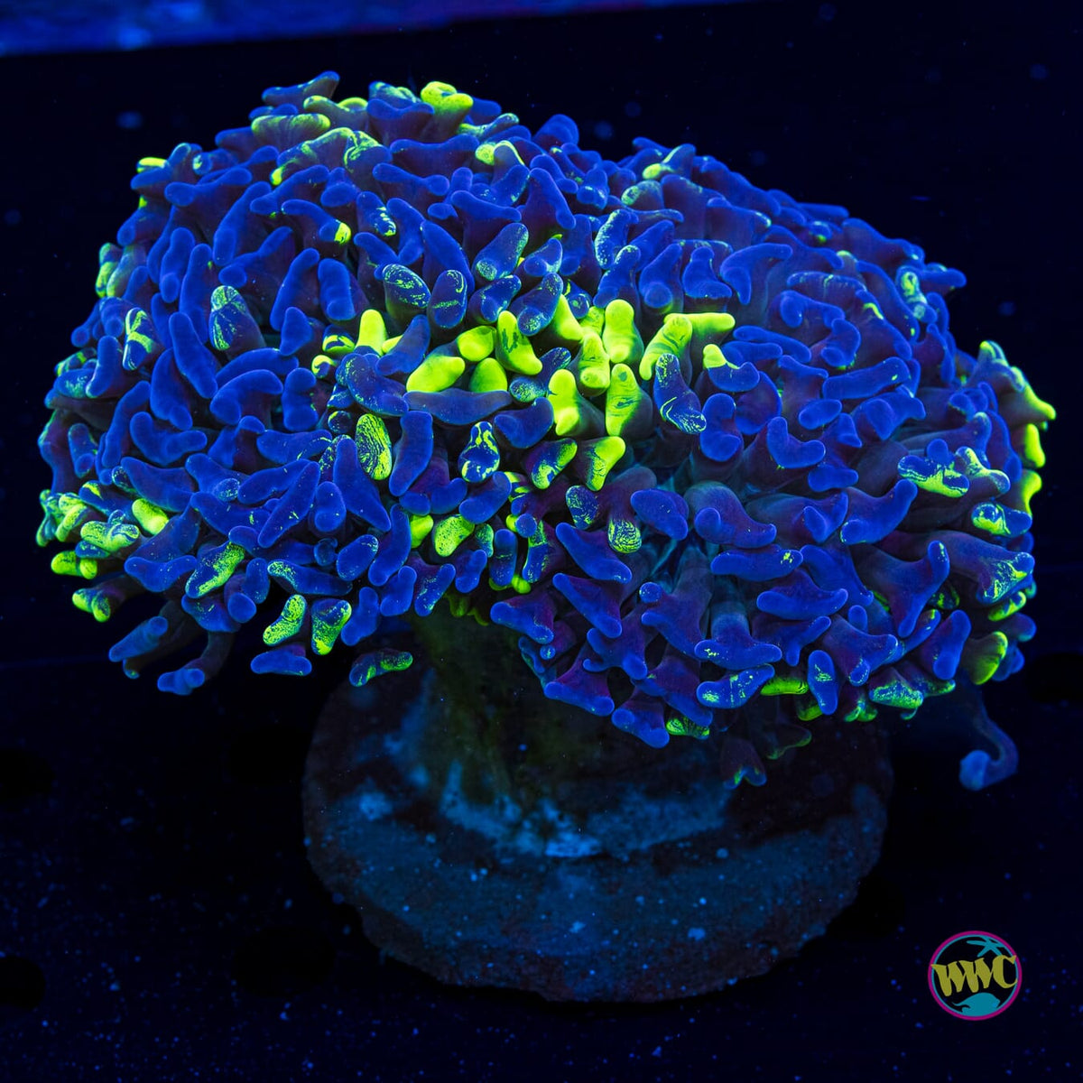 Reverse Neon Splatter Hammer - Actinic Photo