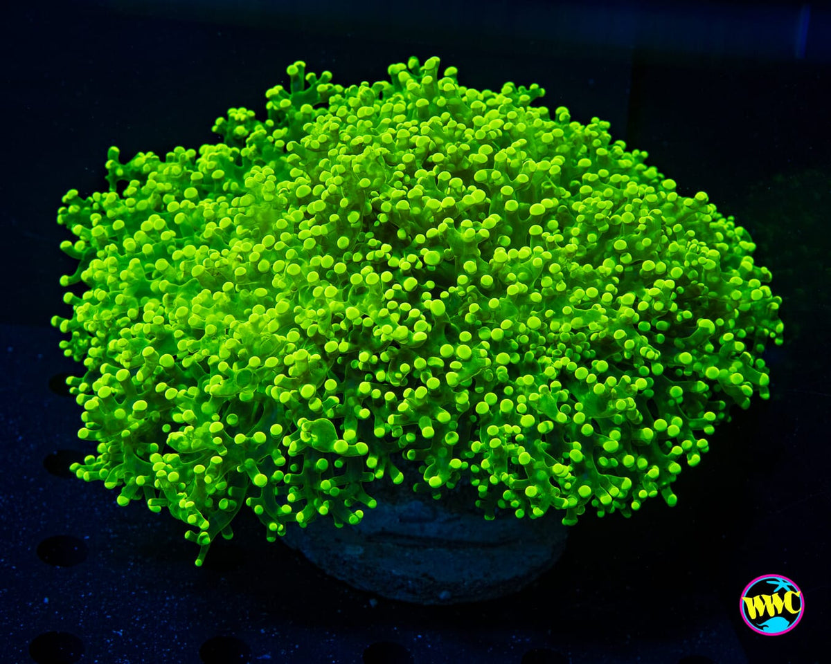Kryptonite Explosion Frogspawn - Actinic Photo