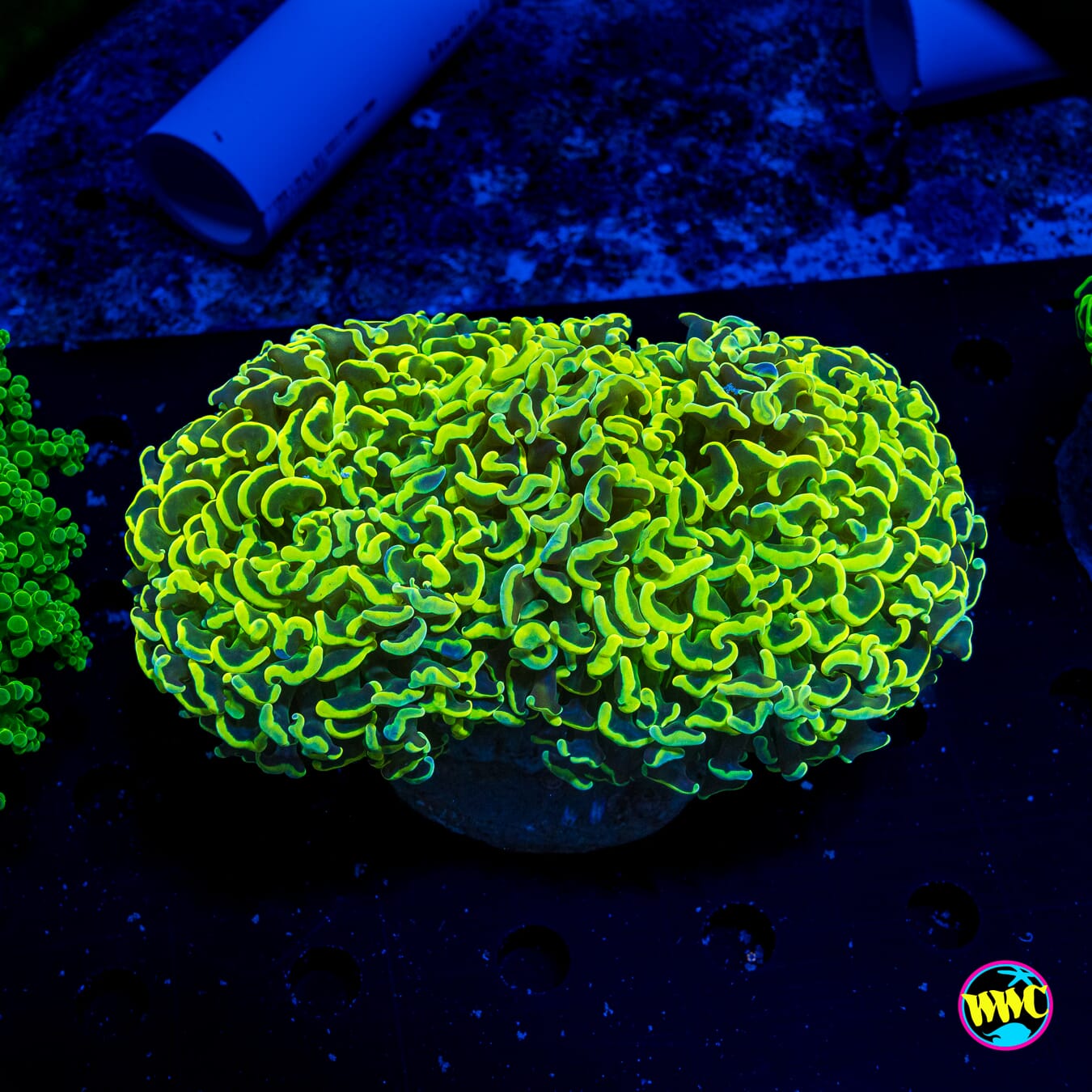 Nuclear Neon Wall Hammer - Actinic Photo