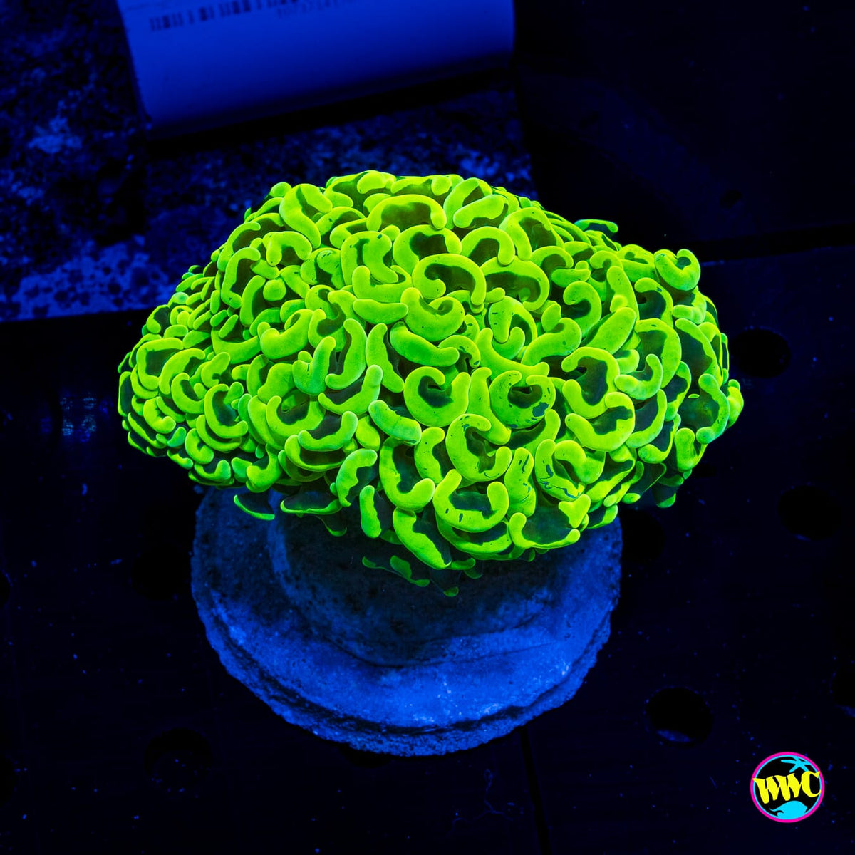 Radioactive Neon Wall Hammer - Actinic Photo