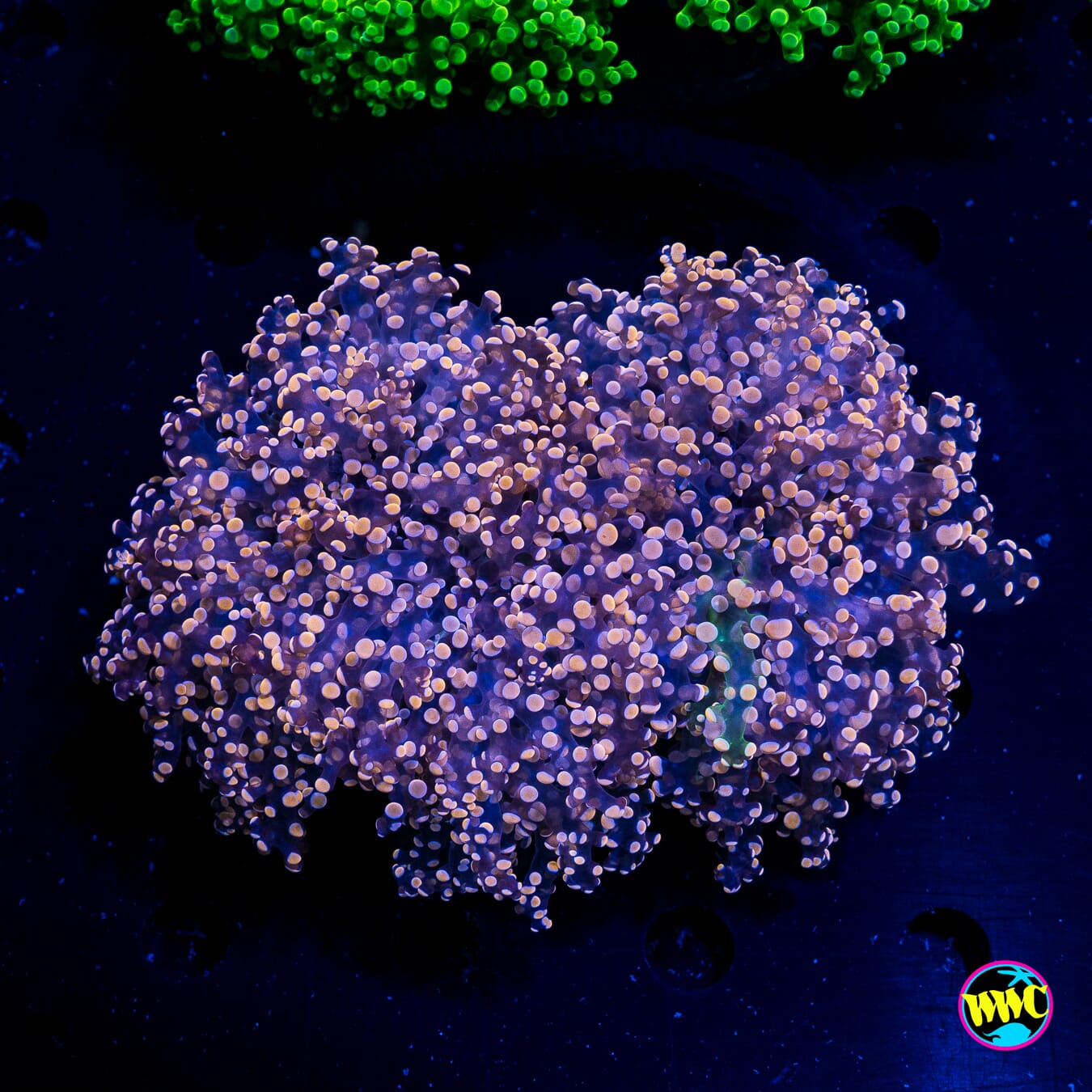 Peachy Princess Frogspawn - Actinic Photo