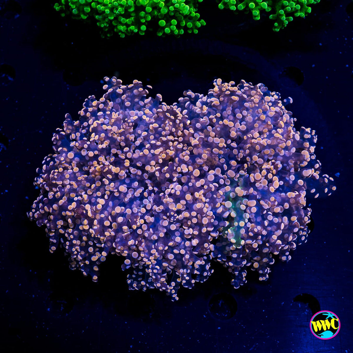 Peachy Princess Frogspawn - Actinic Photo