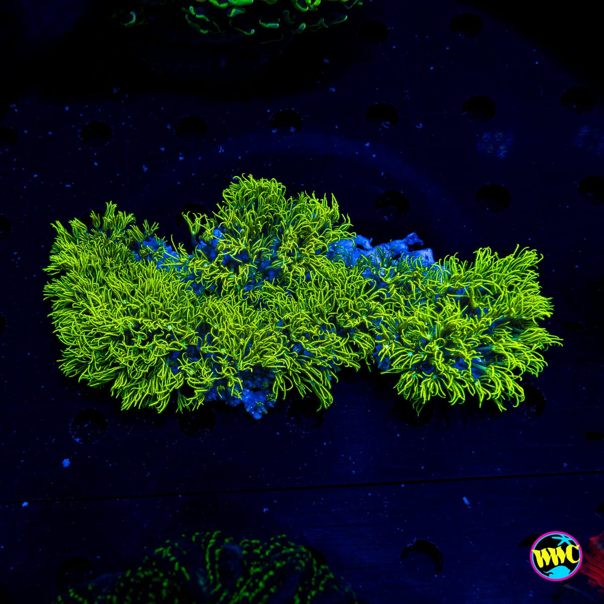 Neon Green Star Polyps - Actinic Photo