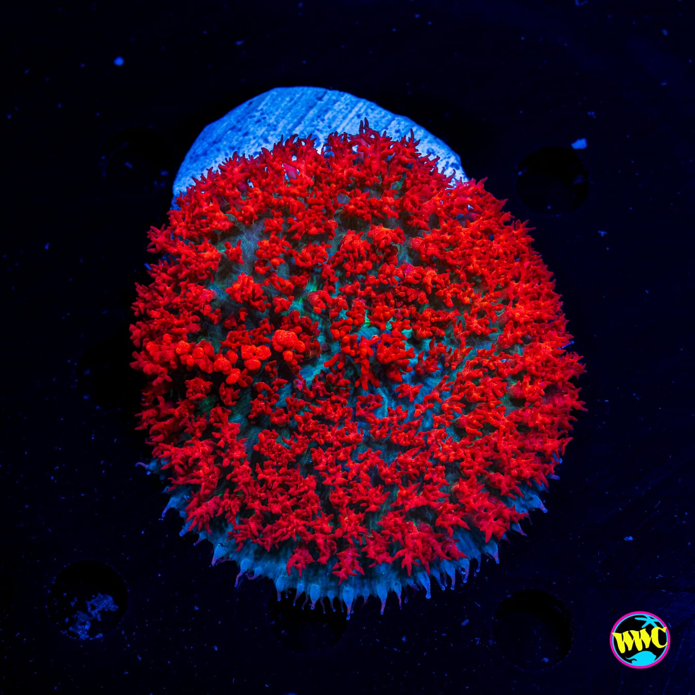 Scarlet St. Thomas Mushroom - Actinic Photo
