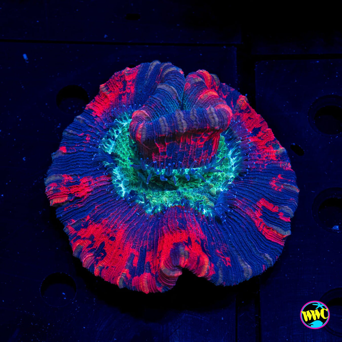 Royal Ruby Trachyphyllia - Actinic Photo