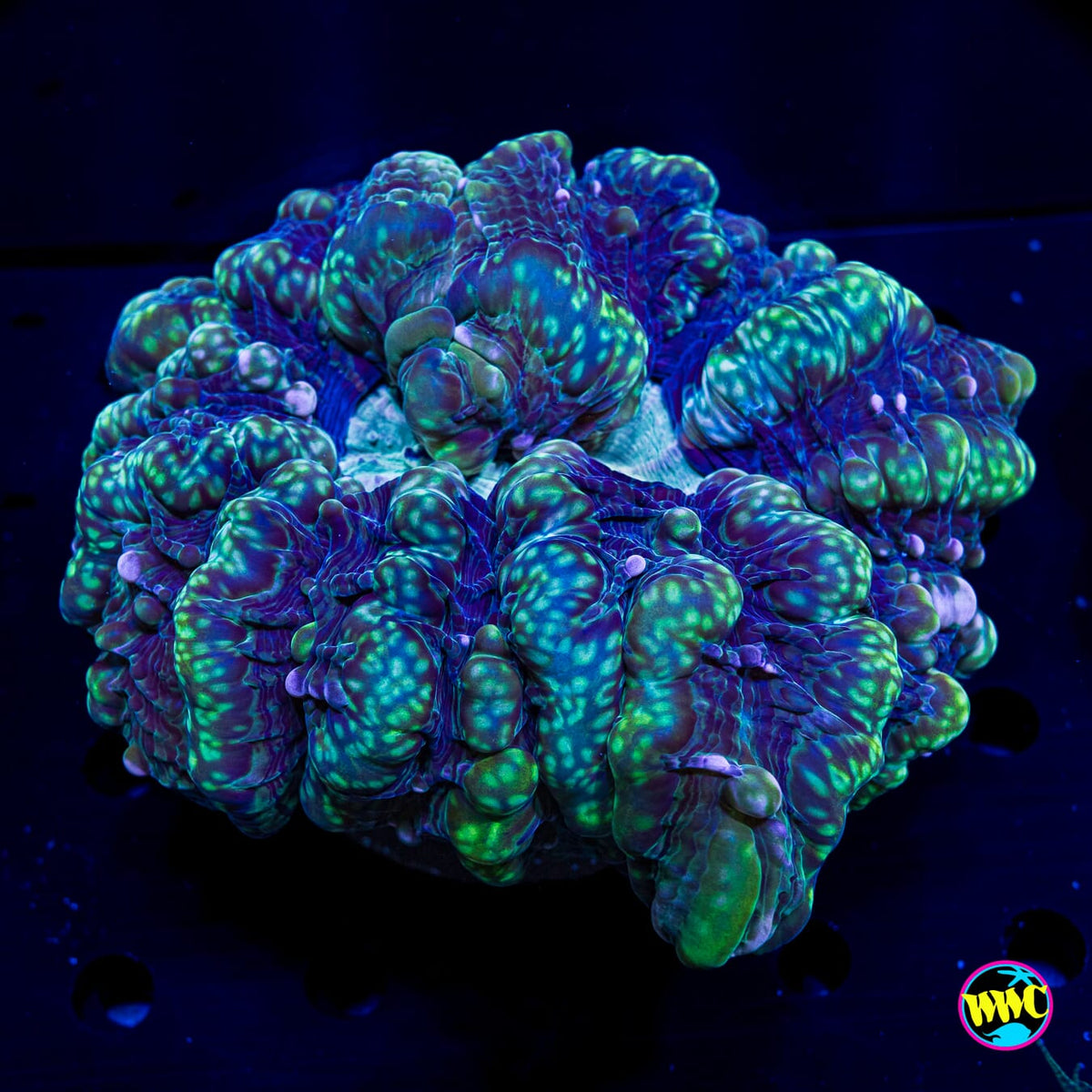XL Swamp Monster Indophyllia - Actinic Photo
