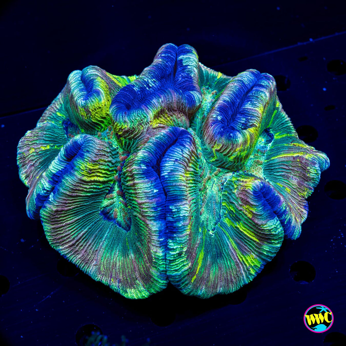 Lemon Rainbow Trachyphyllia - Actinic Photo
