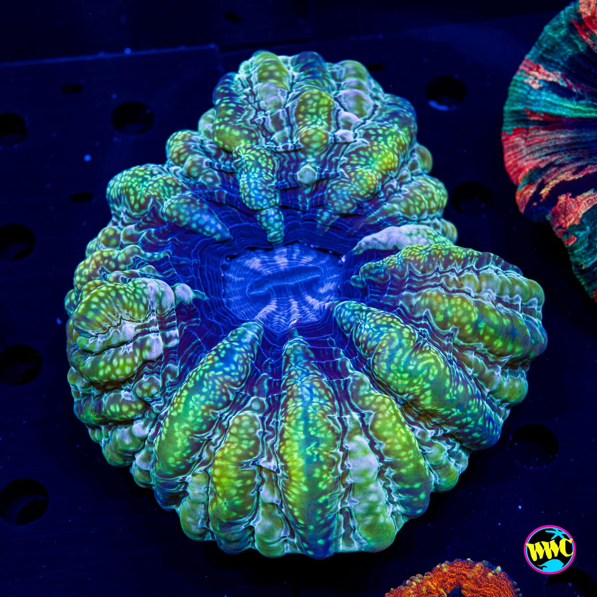 Super Sleestak Cynarina - Actinic Photo