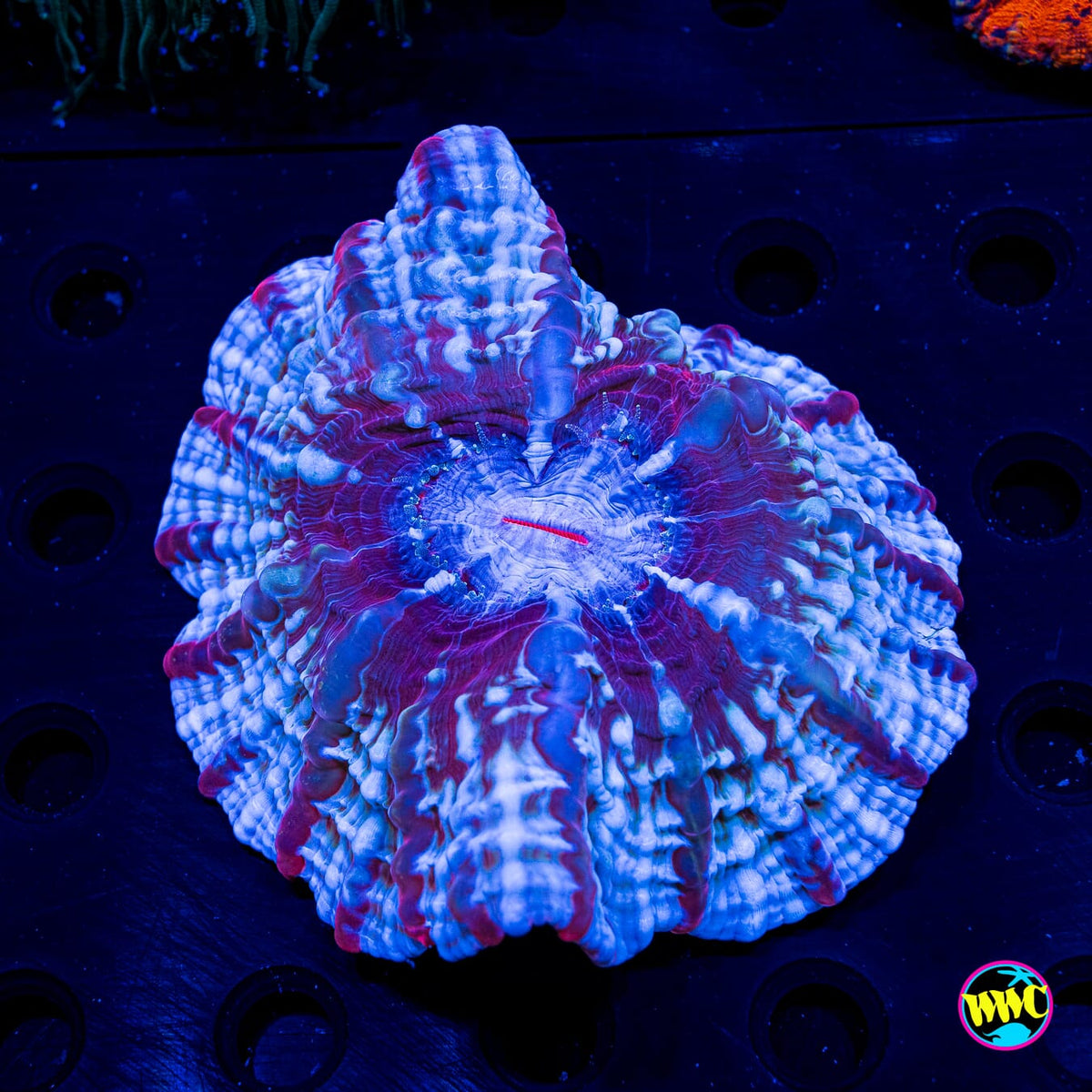 Frozen Whirlpool Indophyllia - Actinic Photo