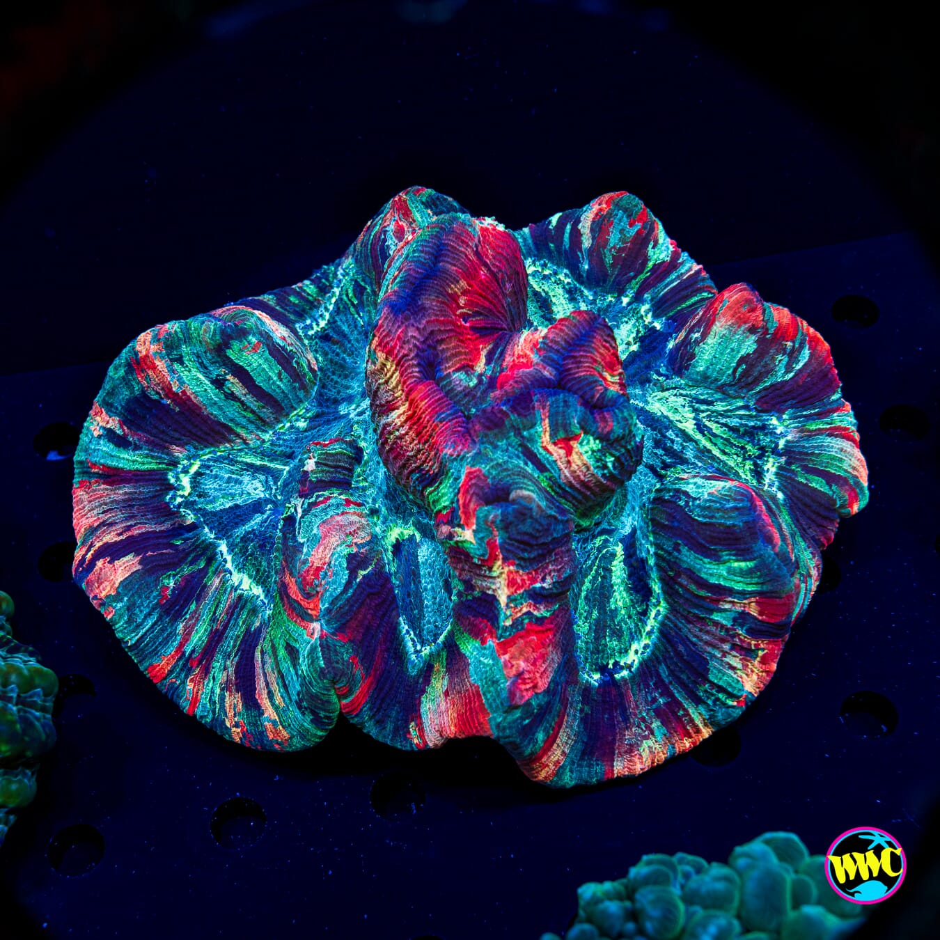 XL Dreamstate Trachyphyllia - Actinic Photo