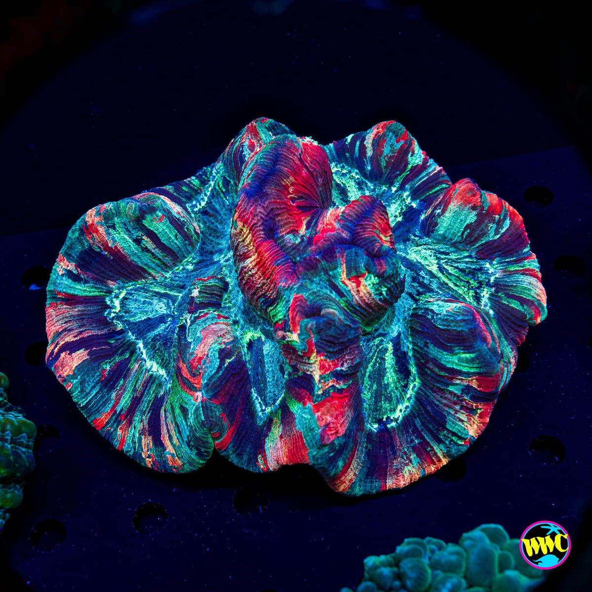 XL Dreamstate Trachyphyllia - Actinic Photo