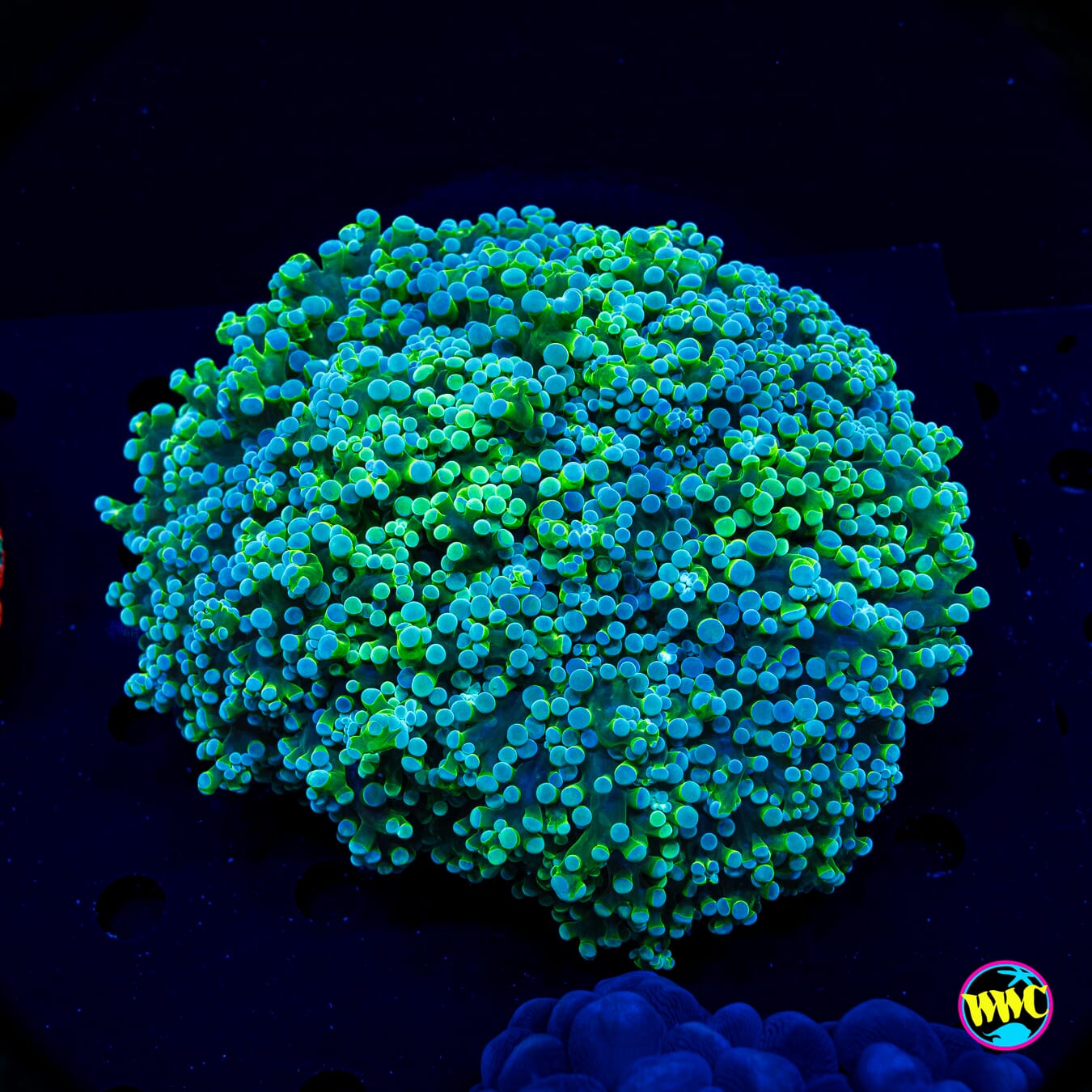 XL Dreamstate Trachyphyllia - Actinic Photo